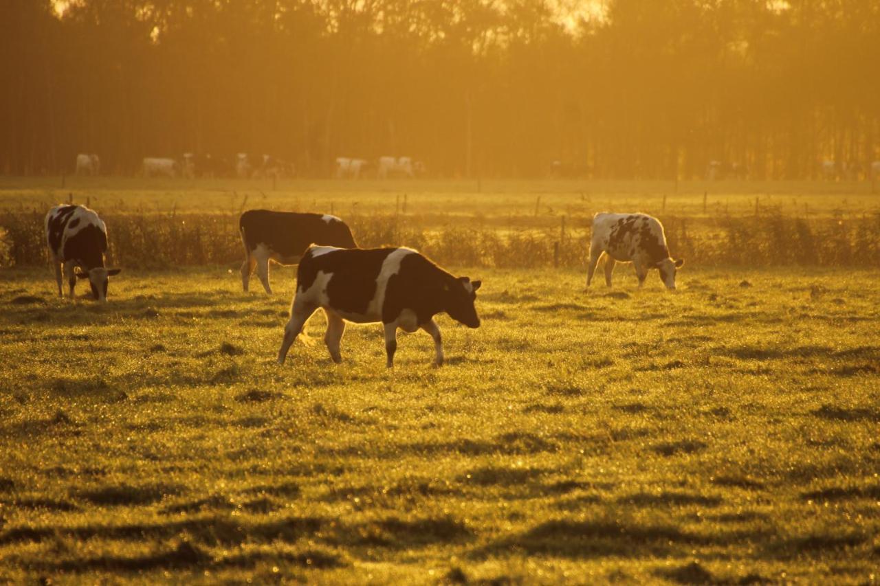 Boerderij Chalet Drijber Eksteriør billede